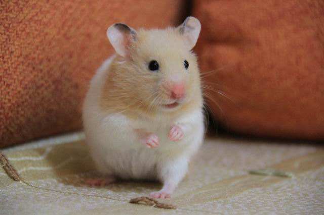 仓鼠饲养箱子,仓鼠饲养基地