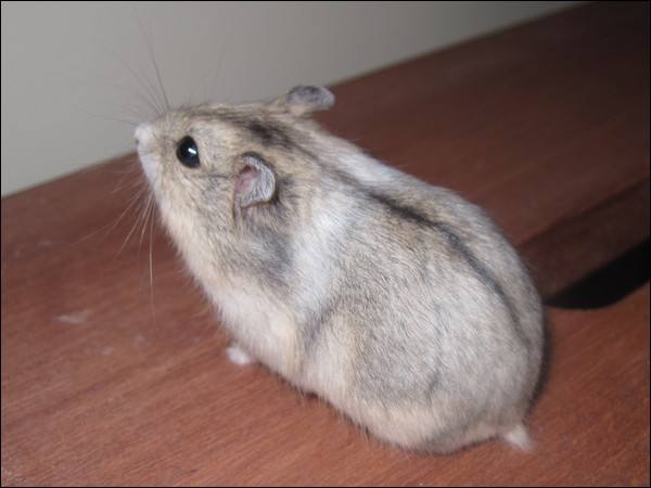仓鼠饲养箱子,仓鼠饲养基地