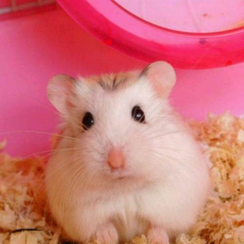 仓鼠饲养箱子,仓鼠饲养基地