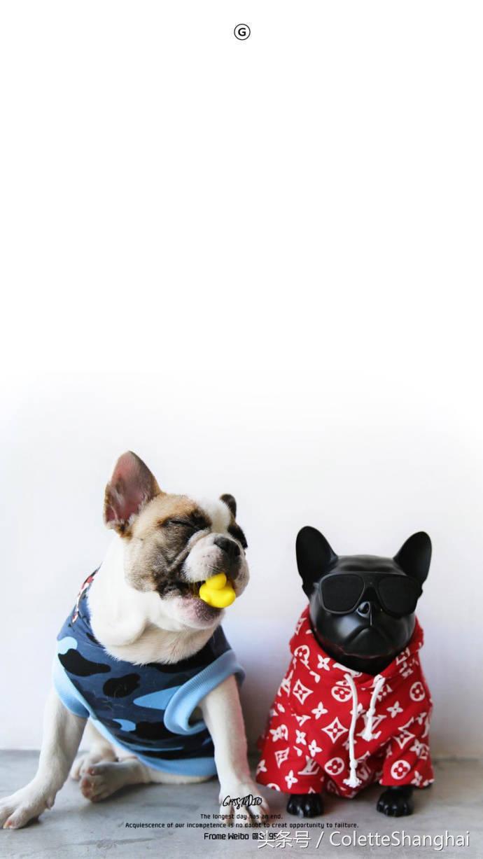 皇室狗狗壁纸,穿衣服的狗狗壁纸