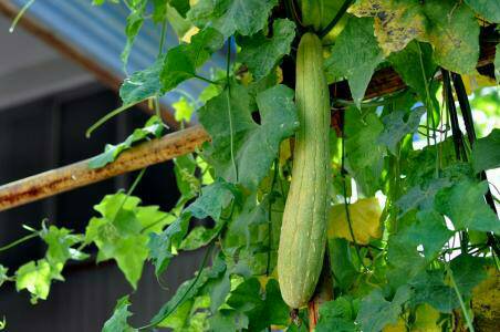 大姨妈走后吃什么排污血最彻底,大姨妈来了吃什么血多