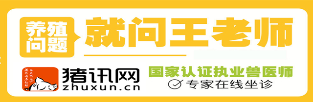 育肥猪到底要不要打伪狂犬,育肥猪感染伪狂犬有什么症状
