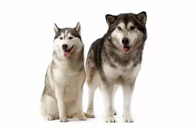 哈士奇和阿拉斯加的区别懂了吧,哈士奇和阿拉斯加的区别在哪里