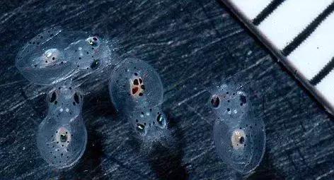 章鱼哥智商逆天,章鱼哥的智商退化视频