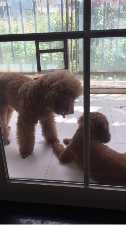 泰迪被领养舍不得原主人,领养泰迪被欺负