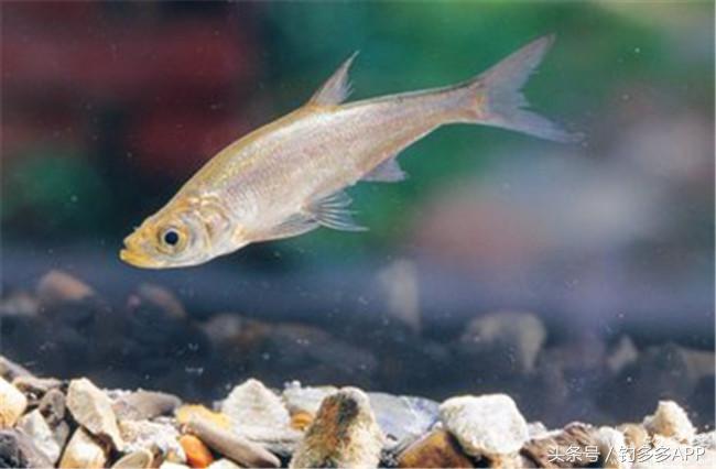 钓叟张演义第二回钓具DIY：擒黄颡首战告捷，失白翘再钓铩羽