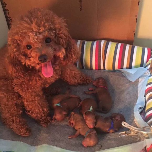 泰迪被领养舍不得原主人,领养泰迪被欺负