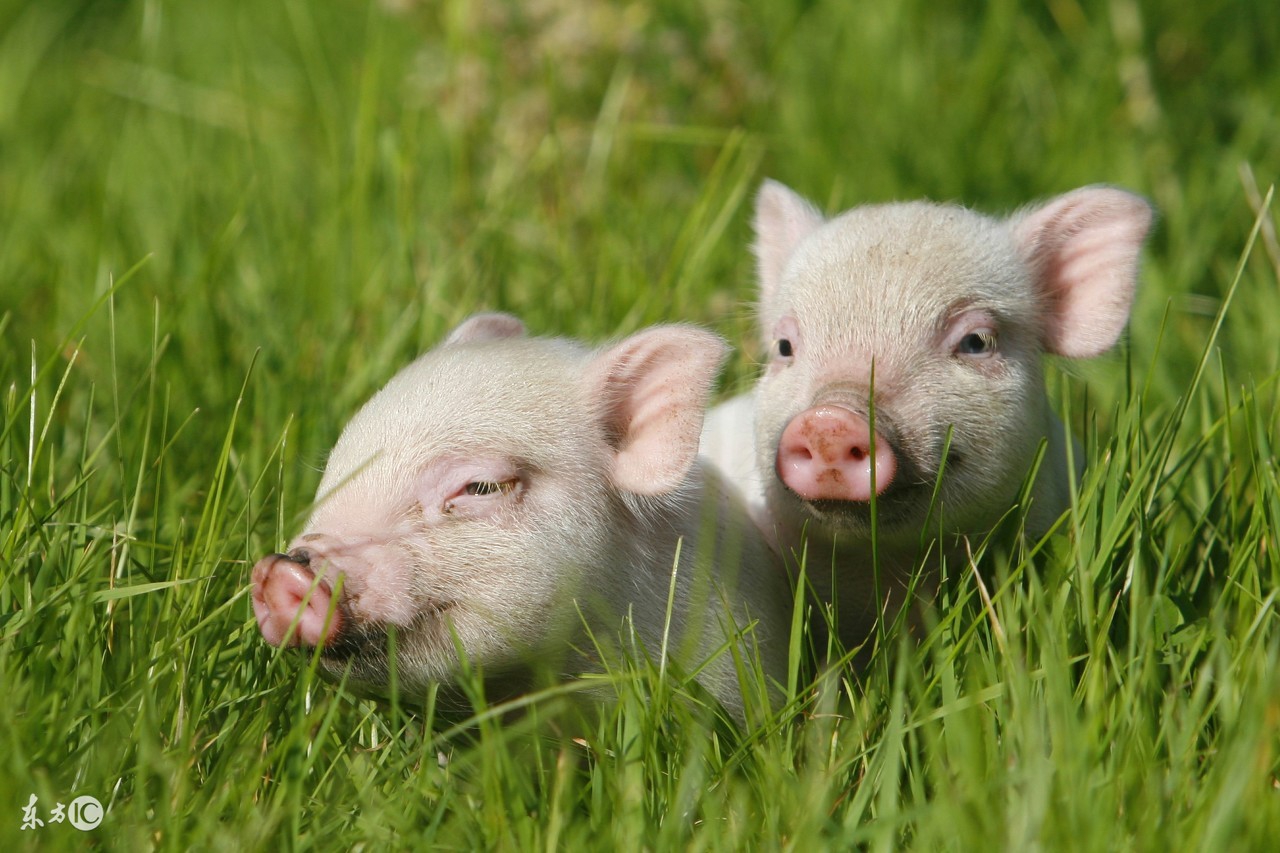 属猪人一生中最大变故早看早准备,哪个年份出生的属猪人晚年幸福