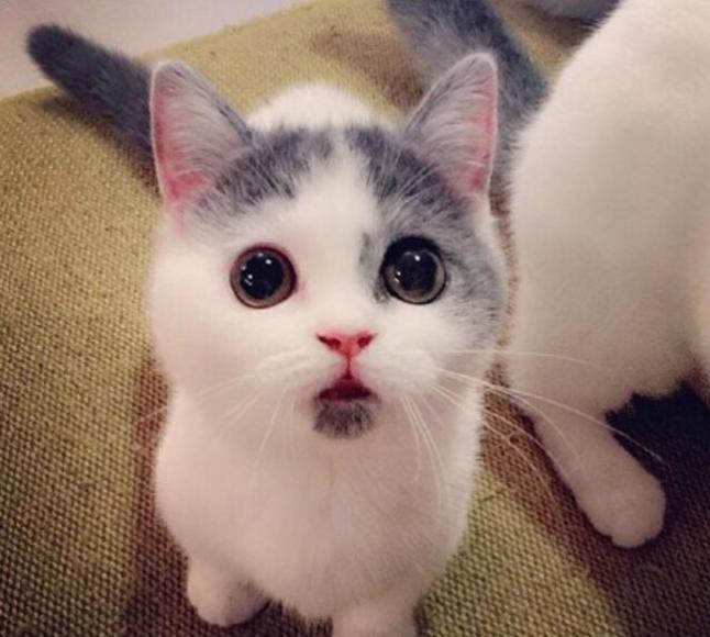 闽西八大干之一老鼠干由来,闽西八大干真的是老鼠做的吗