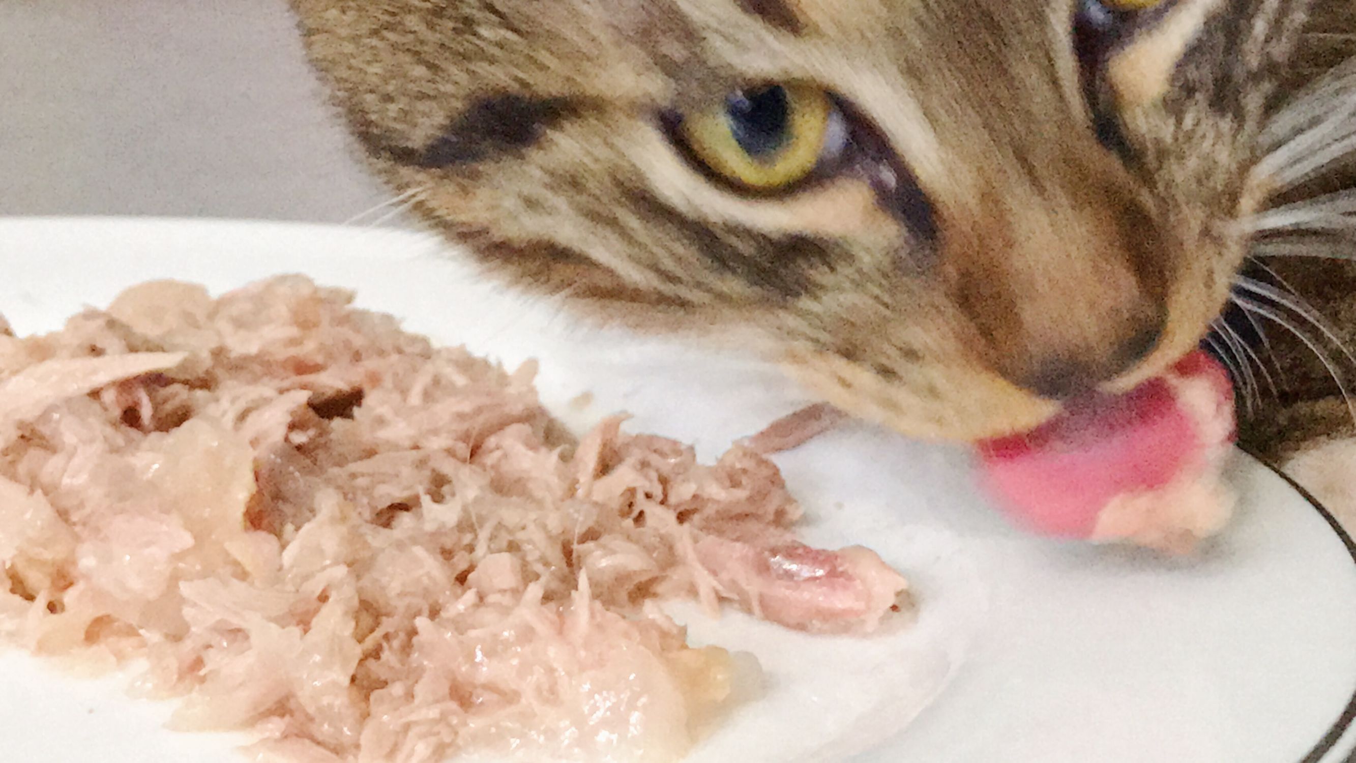 德芙士力架雪糕好用吗,德芙士力架巧克力测评