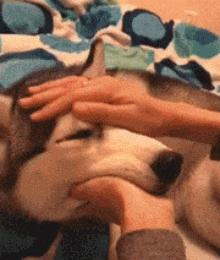 狗狗喜欢睡床的理由是这样的。。。