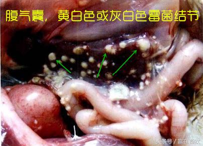 养殖场霉菌毒素关注事项,禽曲霉菌病防治方法
