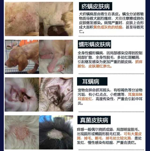 宠物小药箱家庭版,宠物药箱