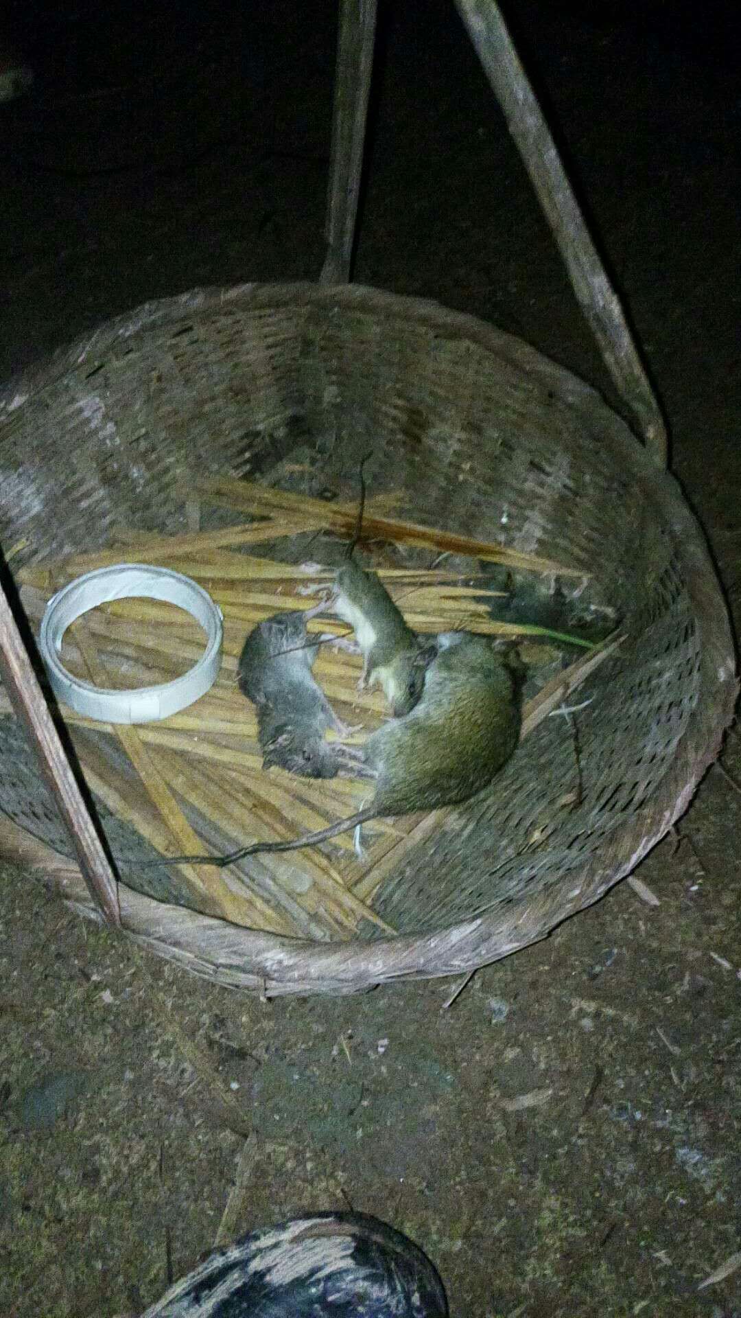 闽西八大干之一老鼠干由来,闽西八大干真的是老鼠做的吗