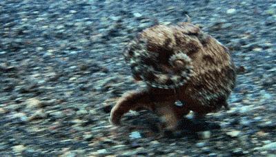 章鱼哥智商逆天,章鱼哥的智商退化视频