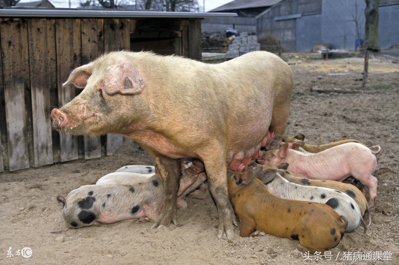 母猪中途不让仔猪吃奶解决方法,母猪产后不让小猪吃奶是怎么回事