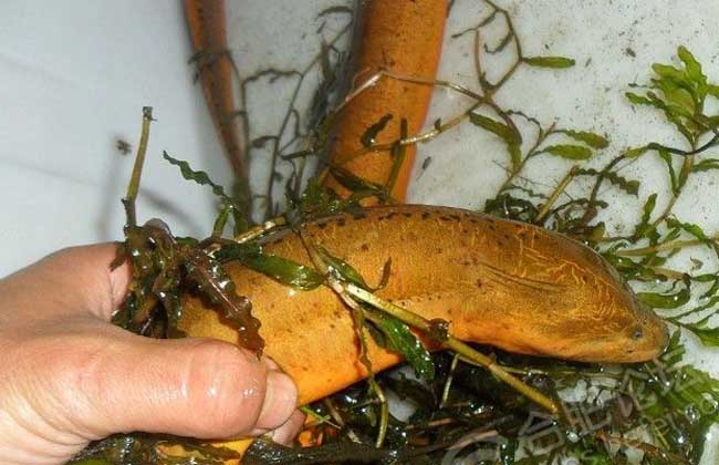 防治黄鳝疾病用什么药,治疗黄鳝病的药