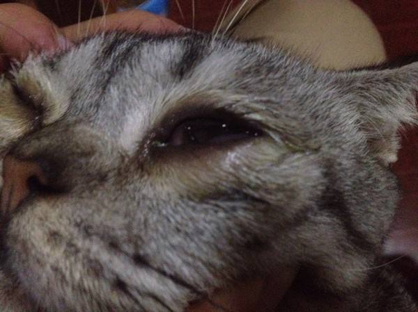 警惕：你的猫真是感冒那么简单吗？不可轻视的猫鼻支诊断及治疗！