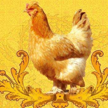 详细介绍流产后的关注事项