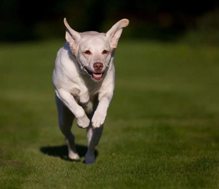 世界名犬品种介绍各多少钱,世界大型名犬高清图