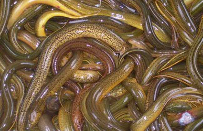 防治黄鳝疾病用什么药,治疗黄鳝病的药