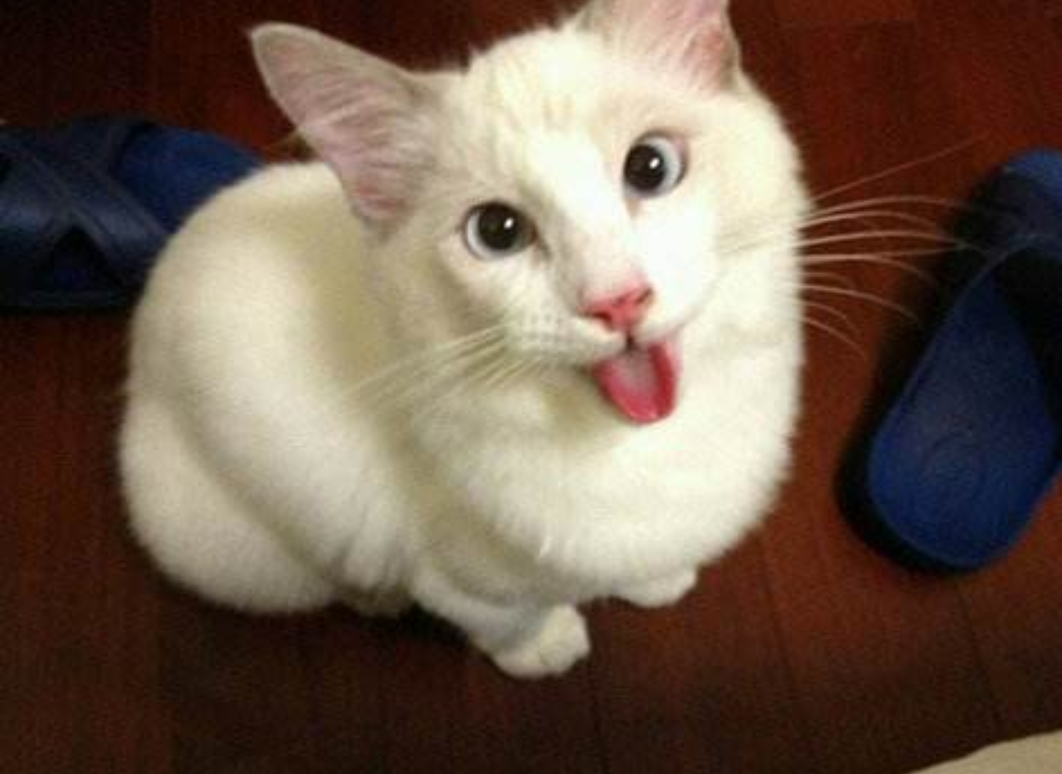 宠物小药箱家庭版,宠物药箱