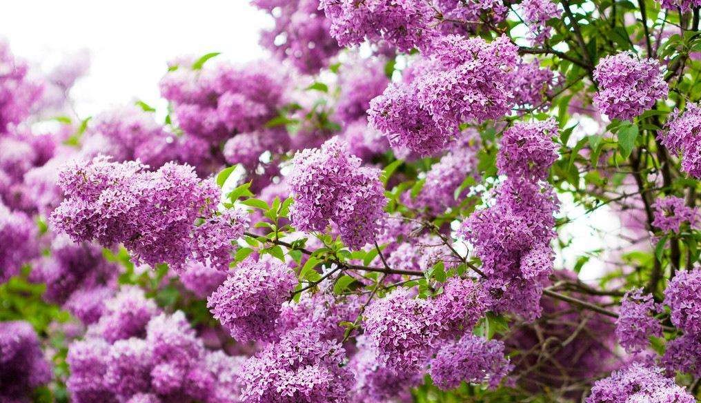 糖尿病吃二甲双胍消瘦如何解决,治疗糖尿病三大神药