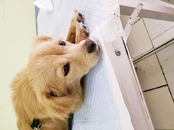 捡回来的流浪狗生病了,宠物医院说是我家狗狗得了胰腺炎