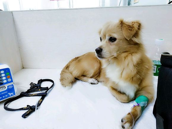 捡回来的流浪狗生病了,宠物医院说是我家狗狗得了胰腺炎