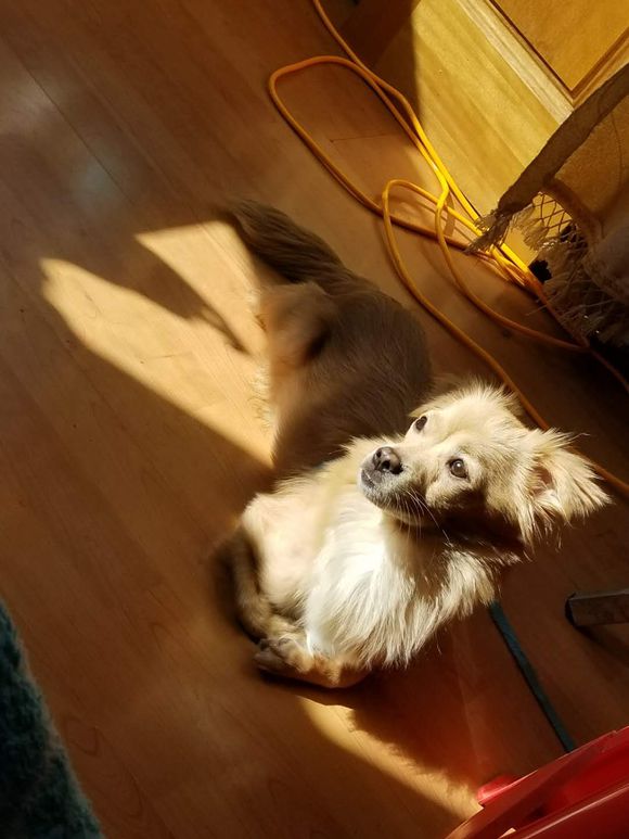 捡回来的流浪狗生病了,宠物医院说是我家狗狗得了胰腺炎