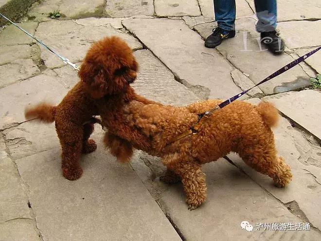 合江尧坝古镇人气怎么样,合江人真实生活