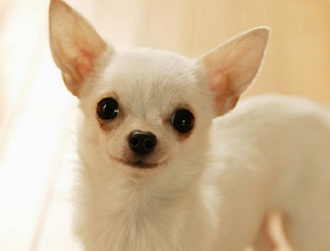 世界名犬品种介绍各多少钱,世界大型名犬高清图