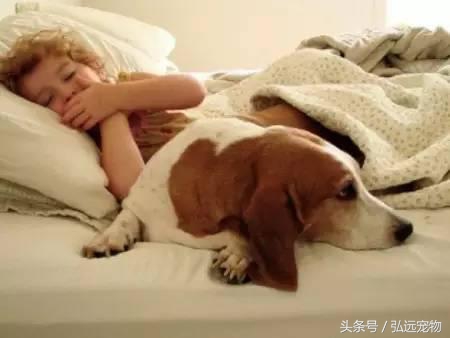 狗狗喜欢睡床的理由是这样的。。。