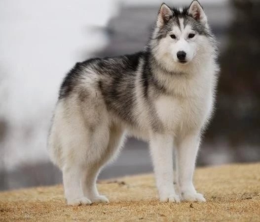 世界名犬品种介绍各多少钱,世界大型名犬高清图