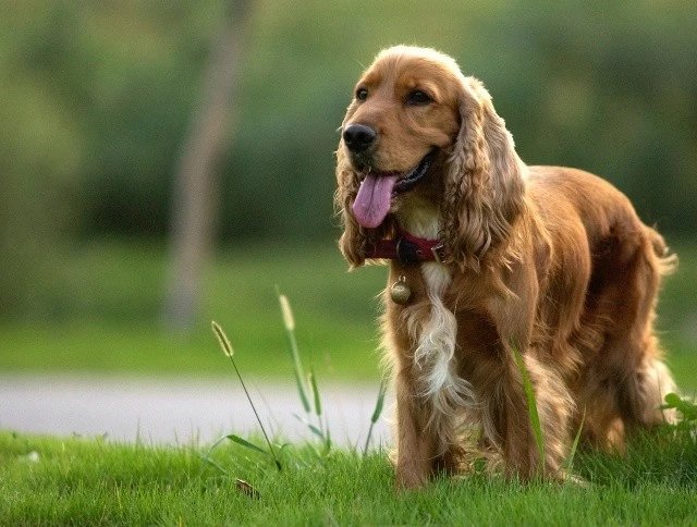 世界名犬品种介绍各多少钱,世界大型名犬高清图
