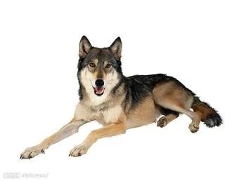 世界名犬品种介绍各多少钱,世界大型名犬高清图