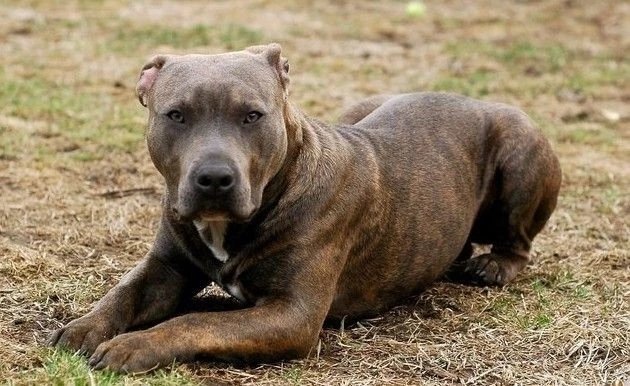 世界名犬品种介绍各多少钱,世界大型名犬高清图