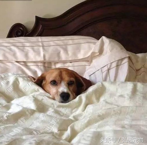 狗狗喜欢睡床的理由是这样的。。。