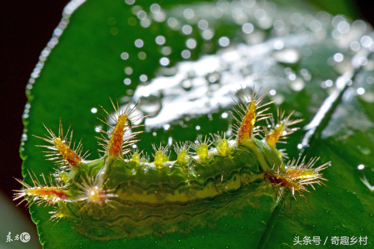 有一种虫子叫洋辣子咬了人怎么办,洋辣子蛰后关注事项