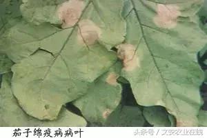 茄子的种植和管理及病虫害的防治,茄子蚜虫