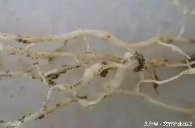 茄子的种植和管理及病虫害的防治,茄子蚜虫