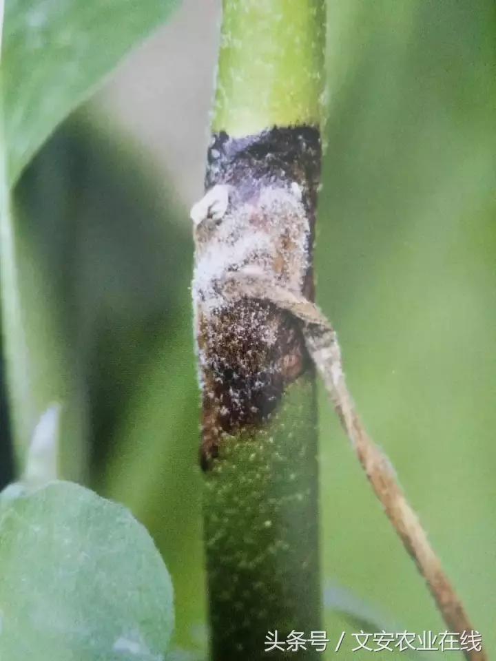 茄子的种植和管理及病虫害的防治,茄子蚜虫