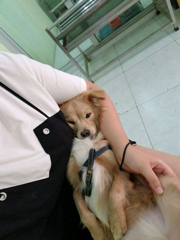 捡回来的流浪狗生病了,宠物医院说是我家狗狗得了胰腺炎