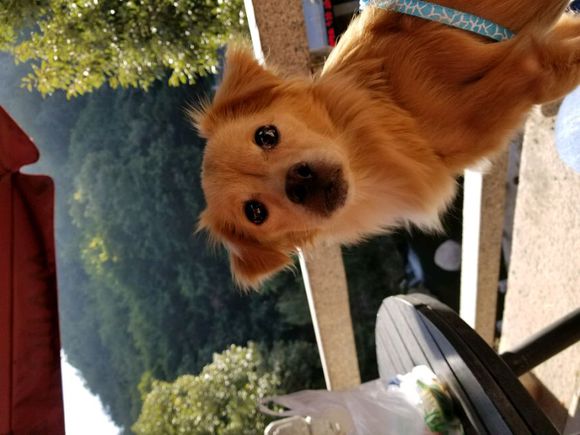 捡回来的流浪狗生病了,宠物医院说是我家狗狗得了胰腺炎