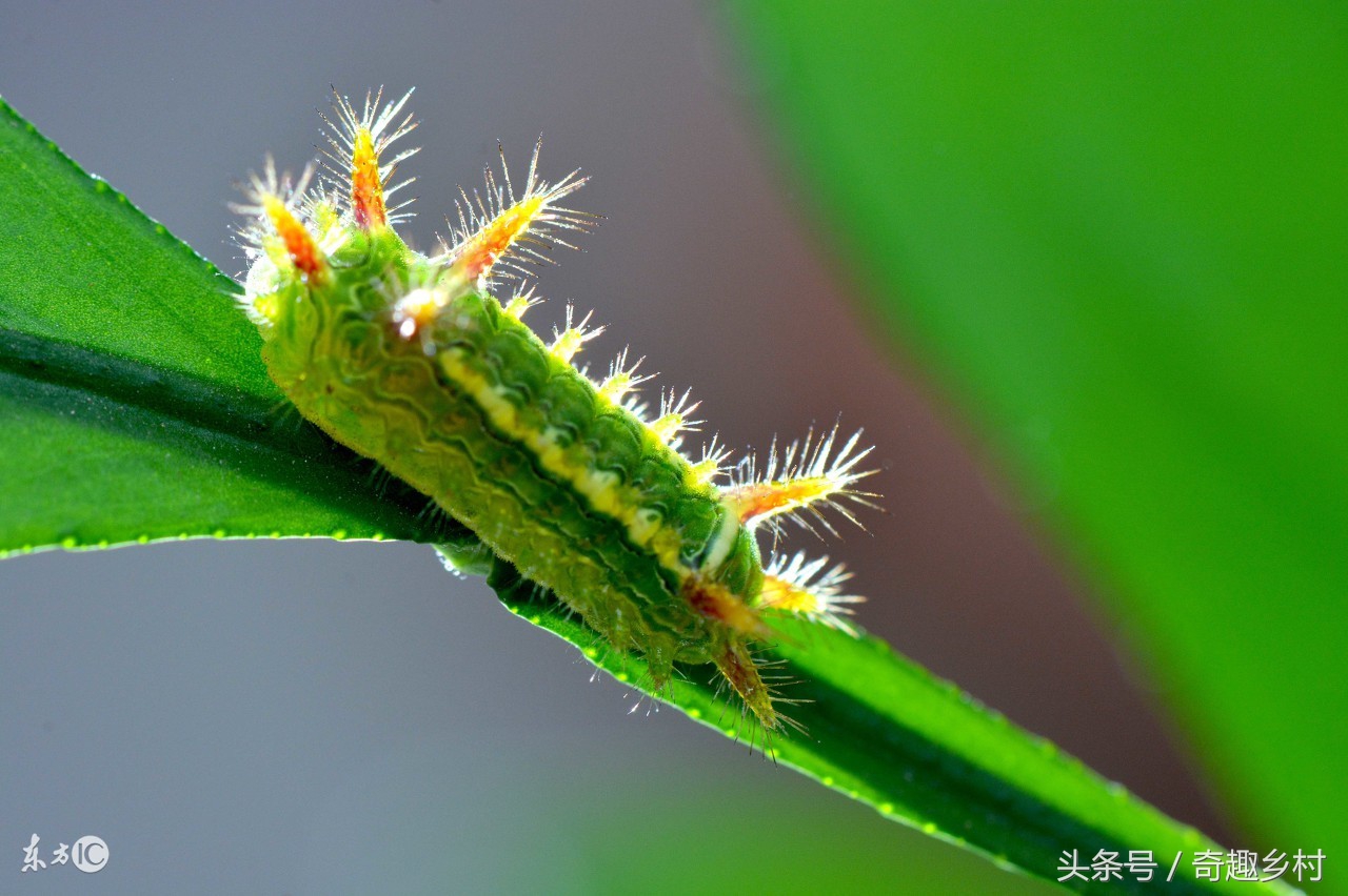 有一种虫子叫洋辣子咬了人怎么办,洋辣子蛰后关注事项