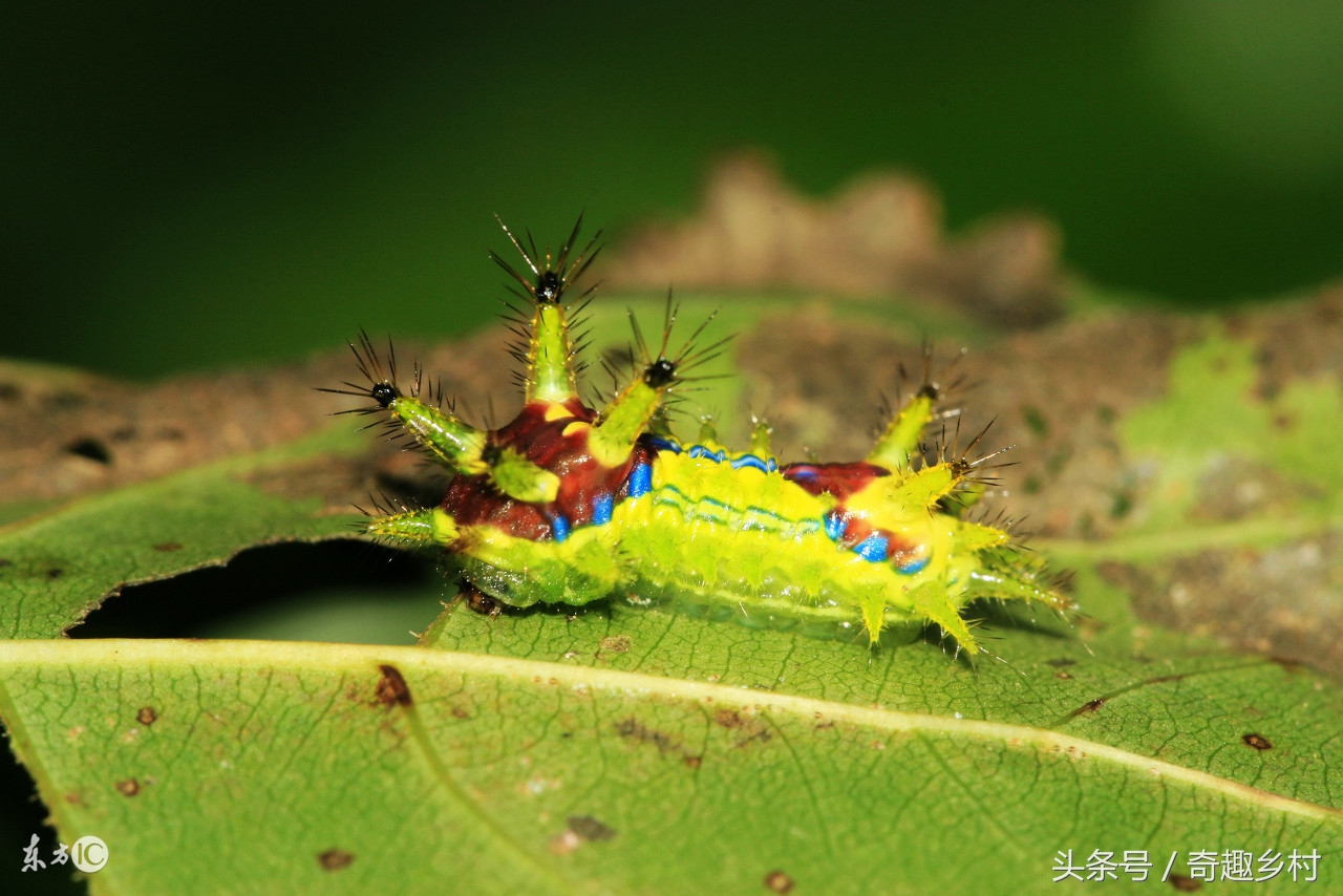 有一种虫子叫洋辣子咬了人怎么办,洋辣子蛰后关注事项