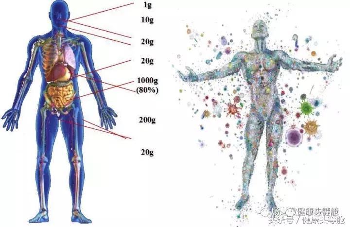 终身健康的微生物菌群,影响人类终身健康的微生物菌群