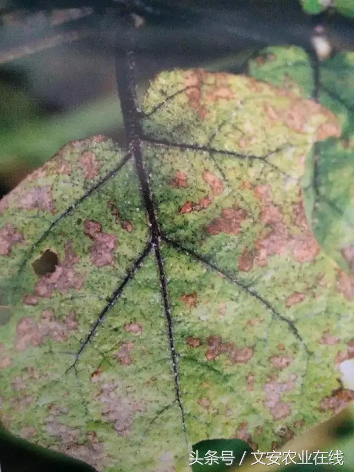 茄子的种植和管理及病虫害的防治,茄子蚜虫