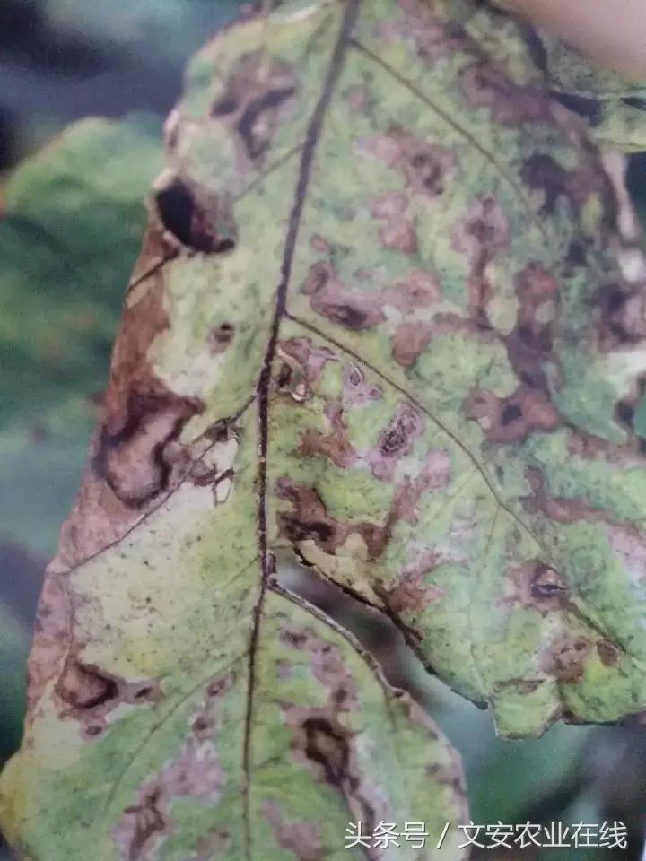 茄子的种植和管理及病虫害的防治,茄子蚜虫