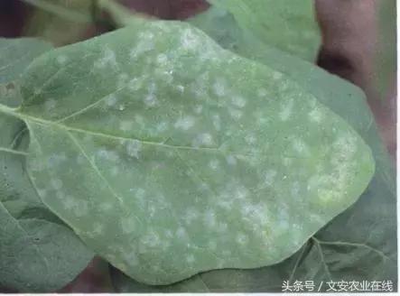 茄子的种植和管理及病虫害的防治,茄子蚜虫